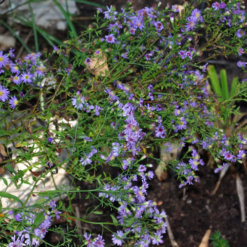 Aster cordifolius Little Carlow
